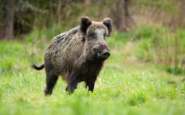 cinghiale