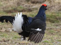 gallo cedrone
