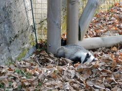 il tasso dorme