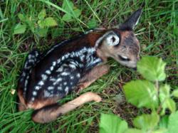 cucciolo di capriolo